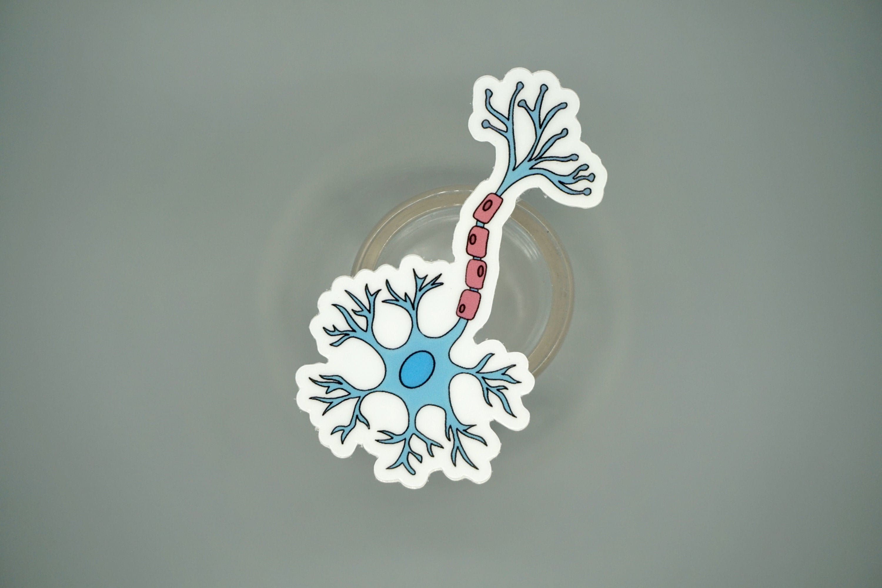 Edible Neuron Sticker Neuron Sticker - Anatomy - Sticker - Medicine - Medical Sticker - Vinyl ...