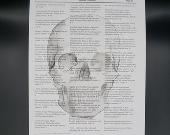 Skull Art Print - textbook page - human anatomy - medical print - wall art - gift drawing