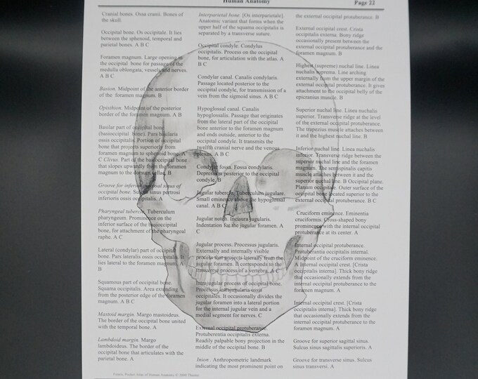 The Skeletal System Poster - Etsy Canada