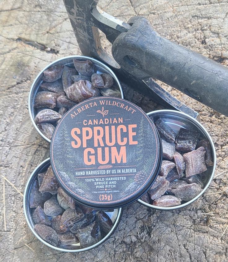 Wild-Harvested Spruce Pine Resin Gum Alberta, 4-Tin Bundle