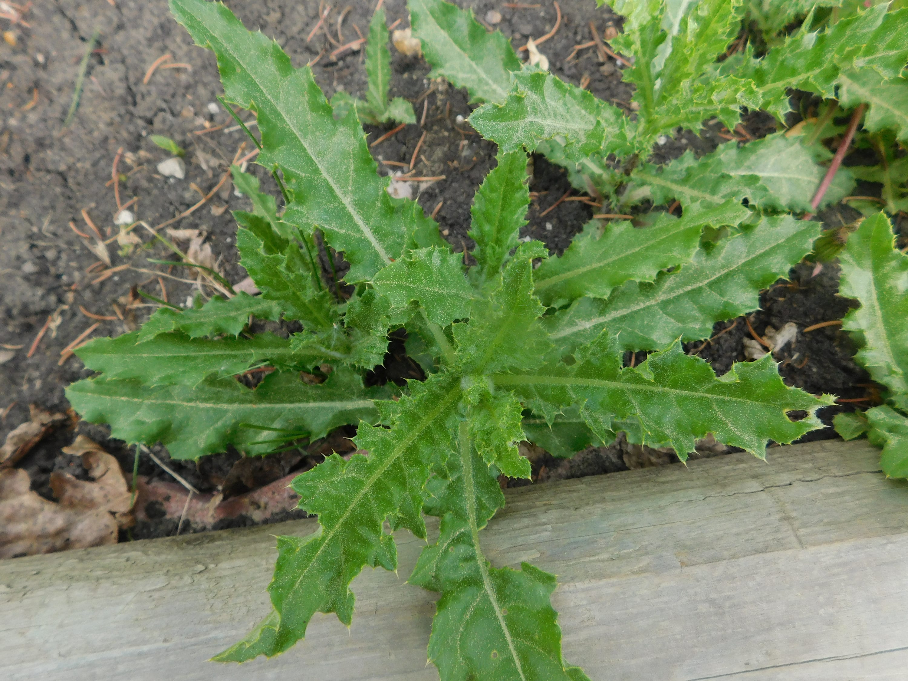 Canadian Thistle Weed