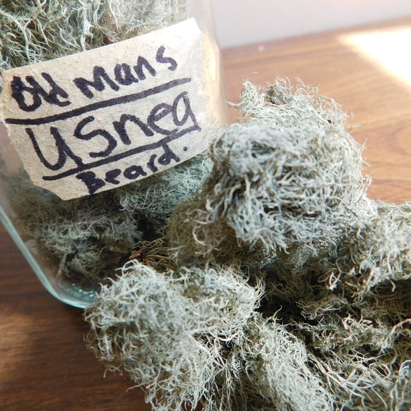 Usnea - Old Mans Beard | lichen | antibiotic | beard lichen