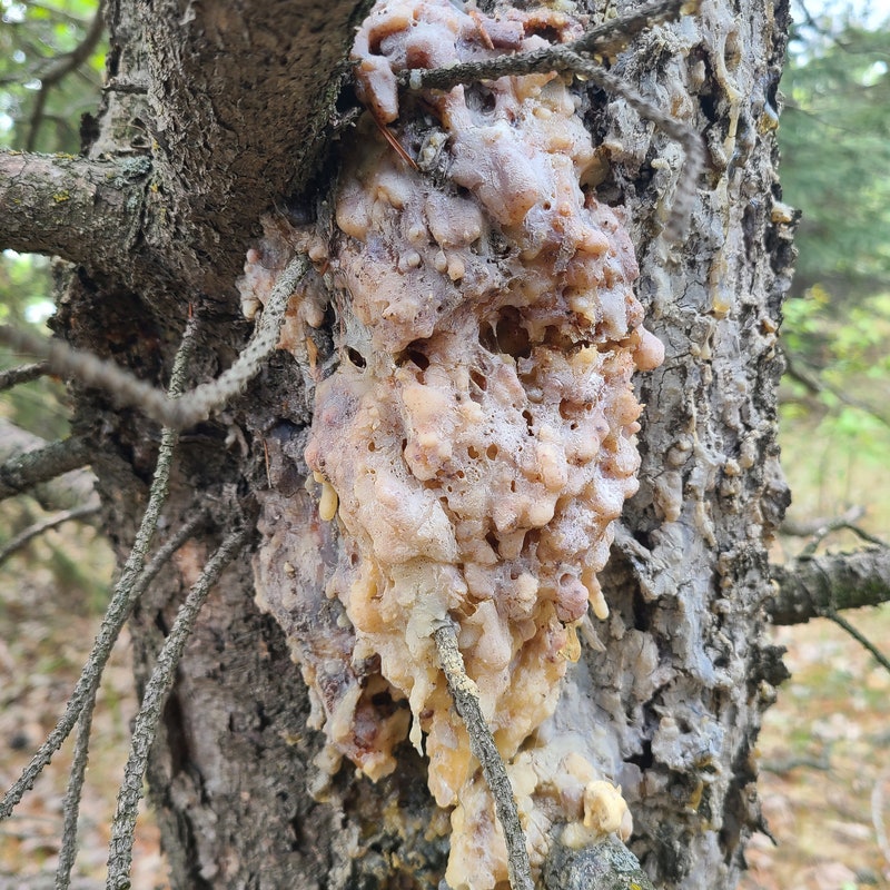 Spruce Gum - Etsy