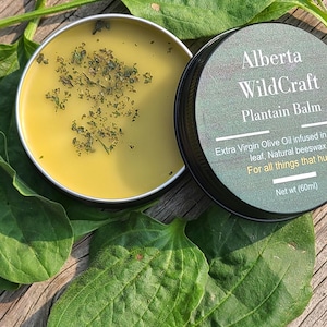 Plantain Balm (Plantago Major) skin balm | Wild crafted in Alberta!