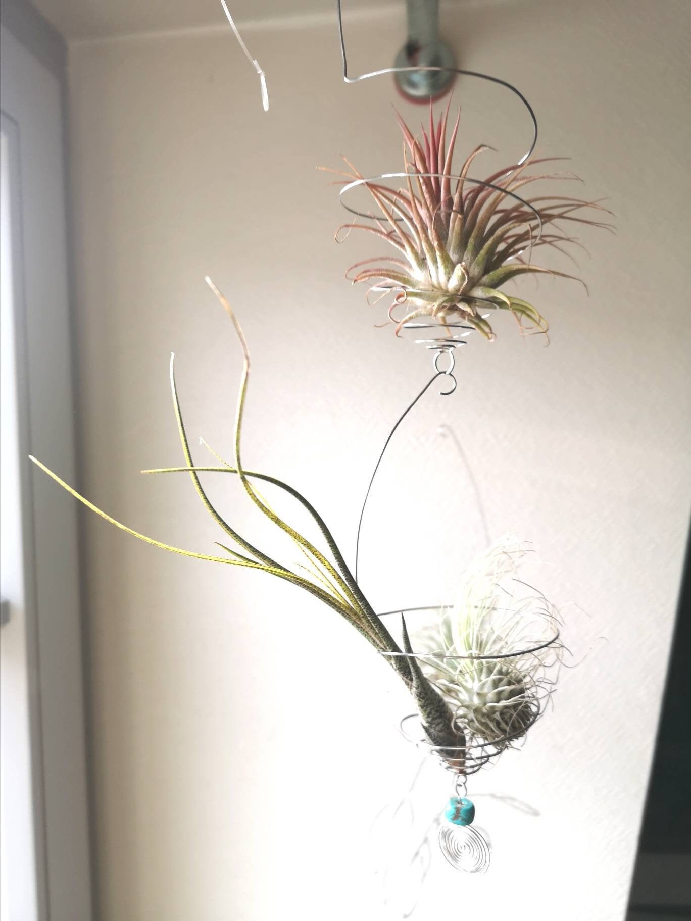 Double Suspention Pour Tillandsia et 2 Plantes Un Support Simple + Un Au Choix