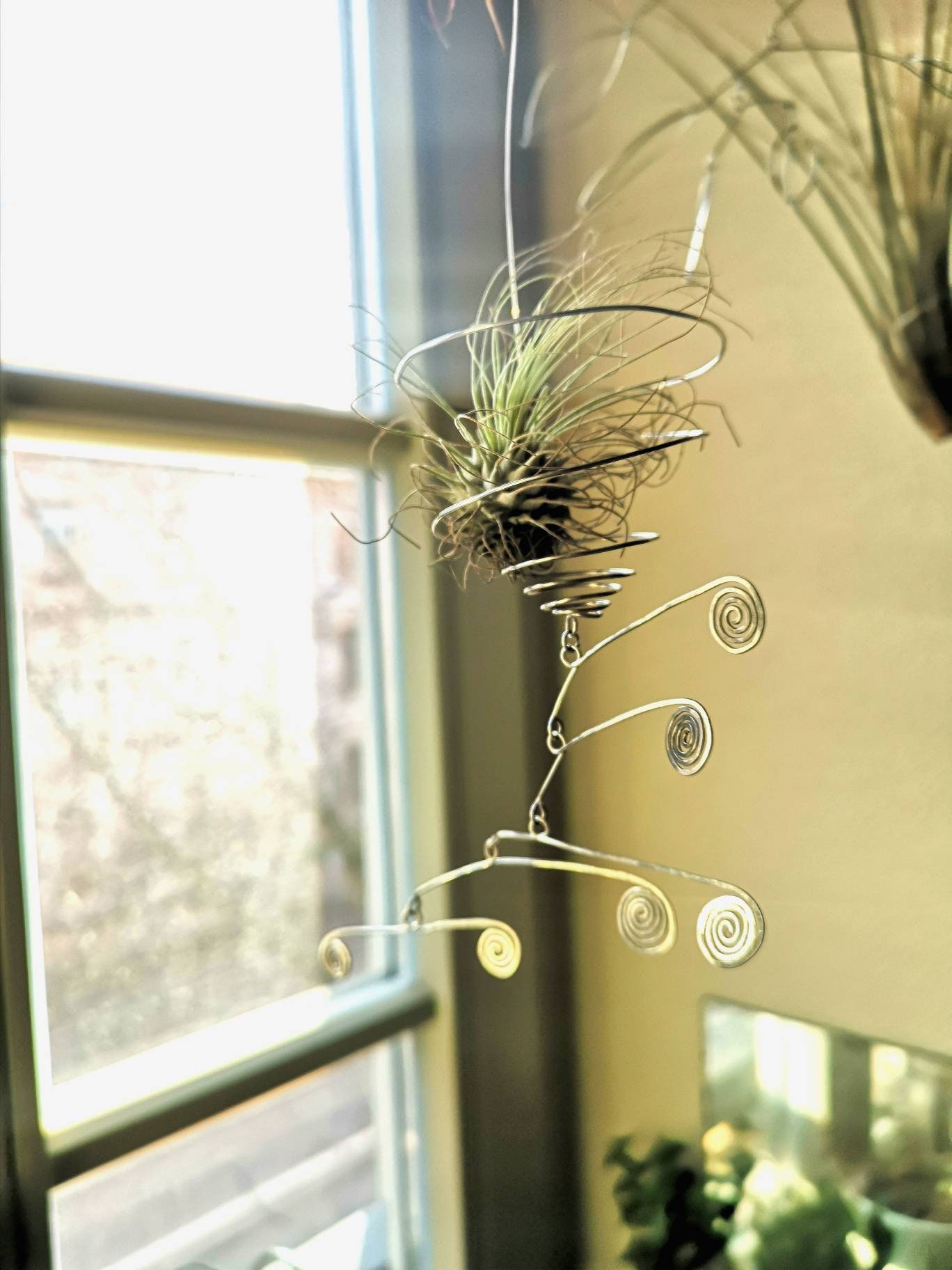 Support Plantes Épiphyte - Tillandsia