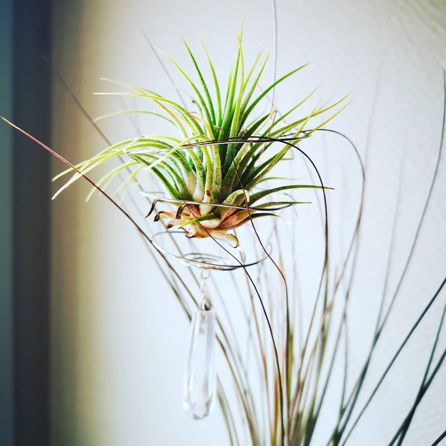 Support Plante Épiphyte, Supention Tillandsia avec Cristal de Roche Fait Main