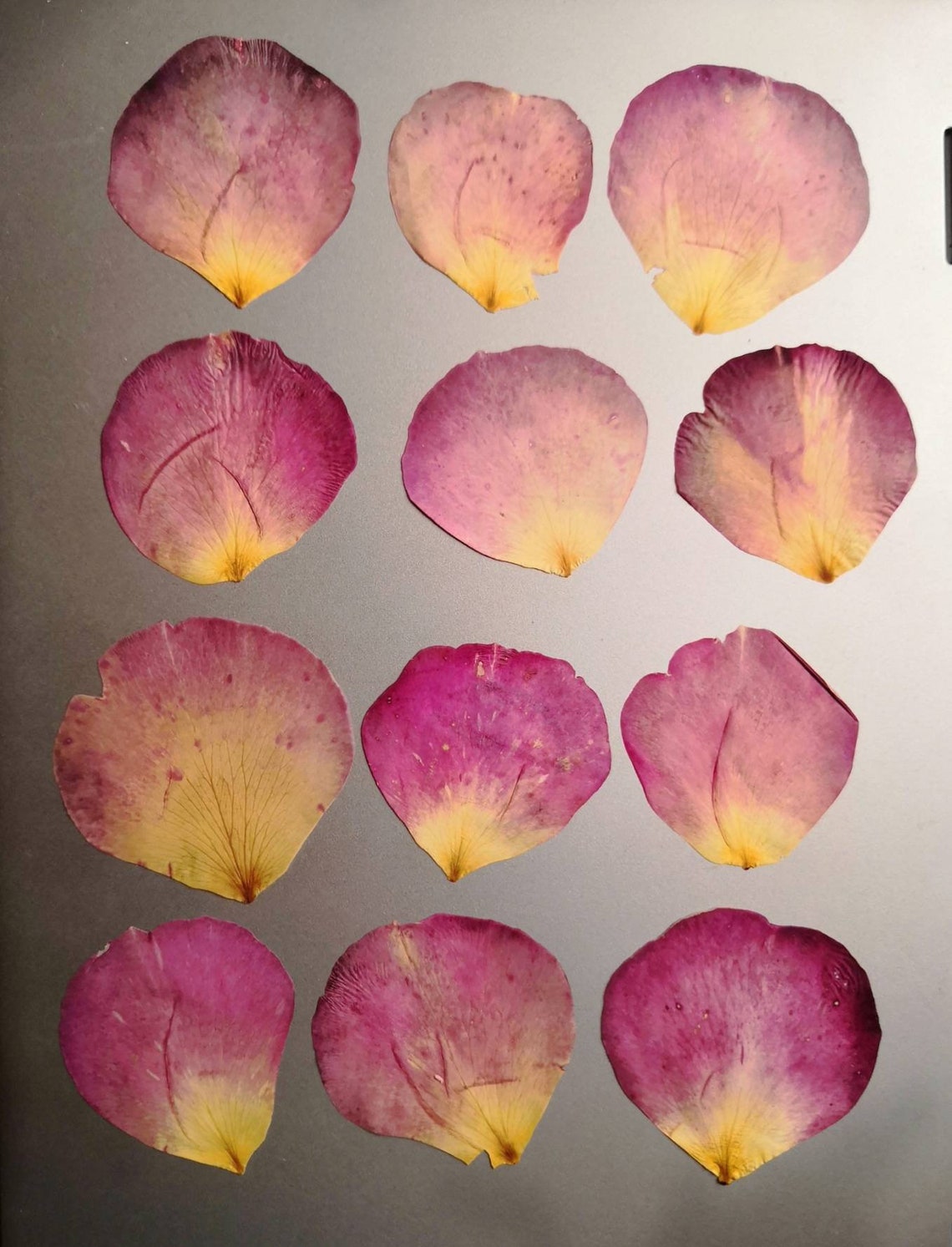 Real Large Pressed Rose Petals for Resin Art Herbarium Dried Etsy