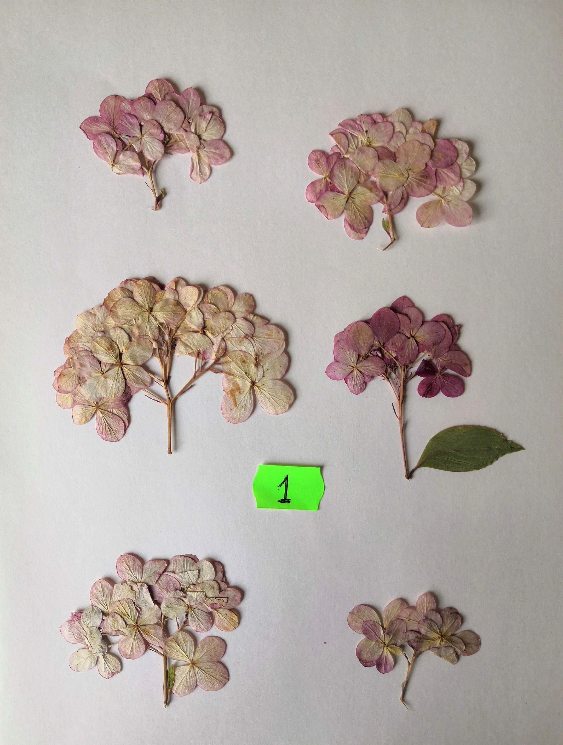 Real Pressed Hydrangea Hortensia Flowers for Resin Art Etsy