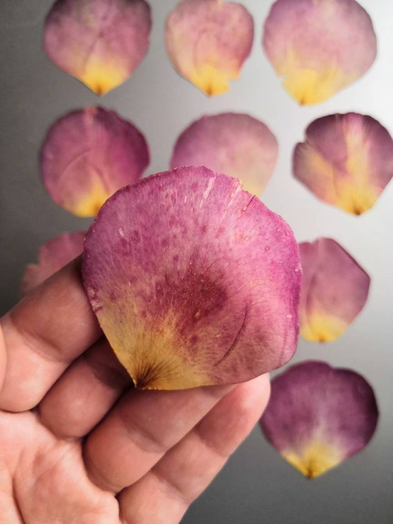 Real Large Pressed Rose Petals for Resin Art Herbarium Dried Etsy