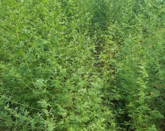 Armoise annuelle graines Artemisia annua 0,3-1gr Bio Récolte 2025