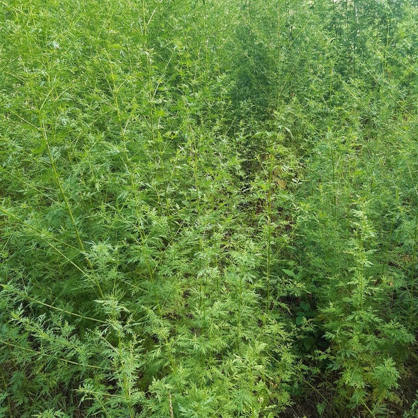 Armoise annuelle graines Artemisia annua 0,3g Récolte 2023