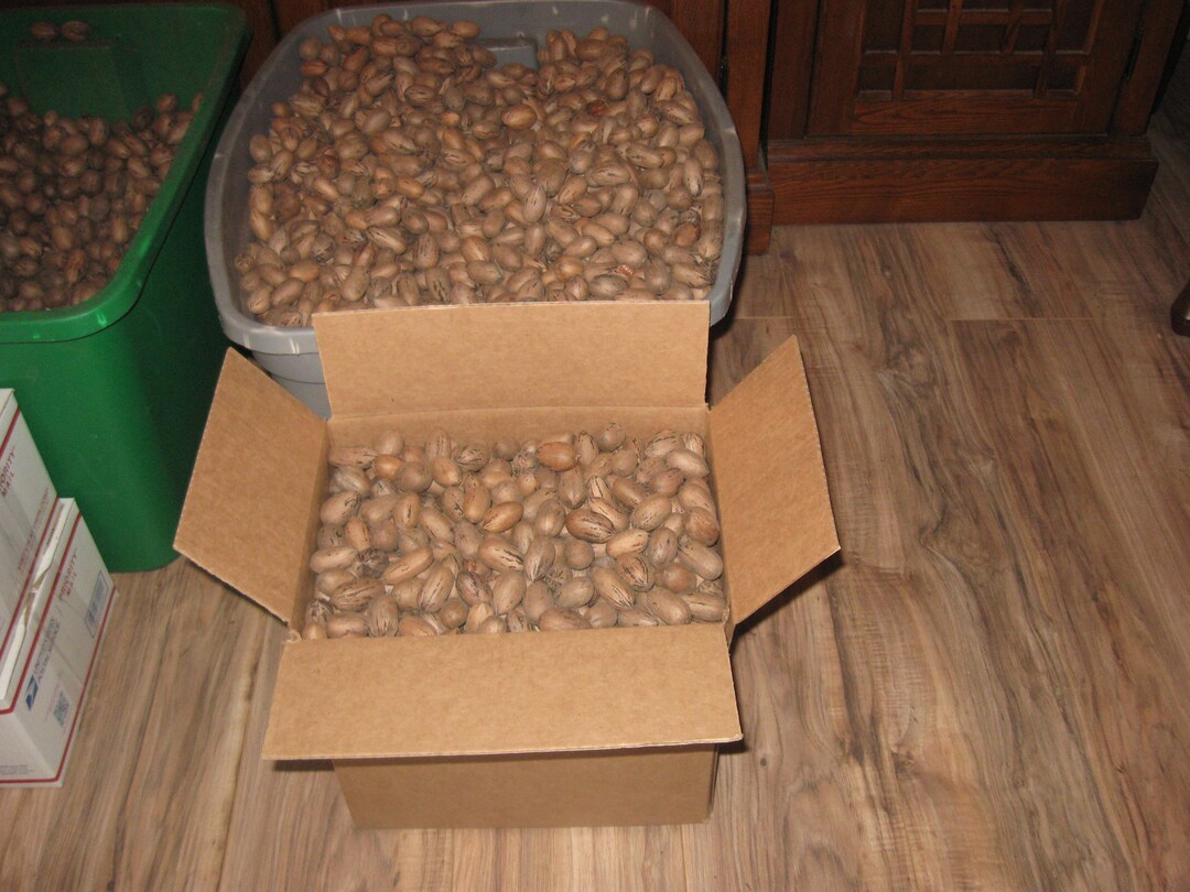 Pecans Squirrel and Parrot Grade 15 Pounds Etsy