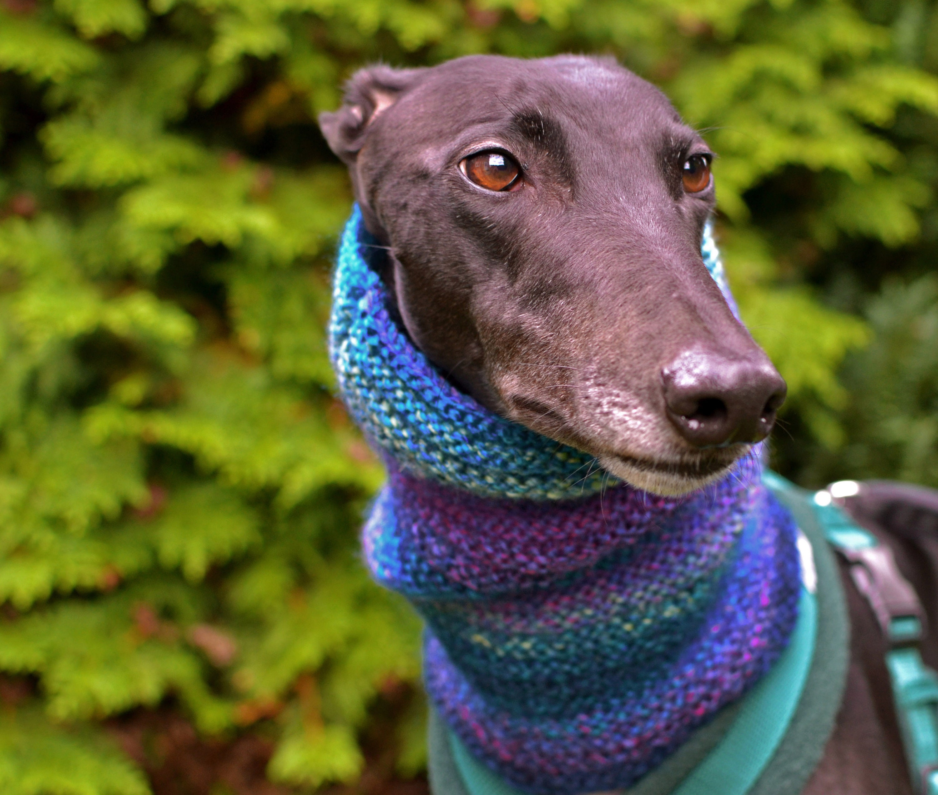 greyhound scarf