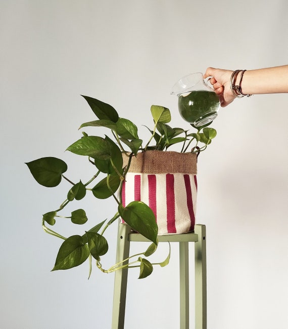 olivenbaum produkte Olive "Olivia"