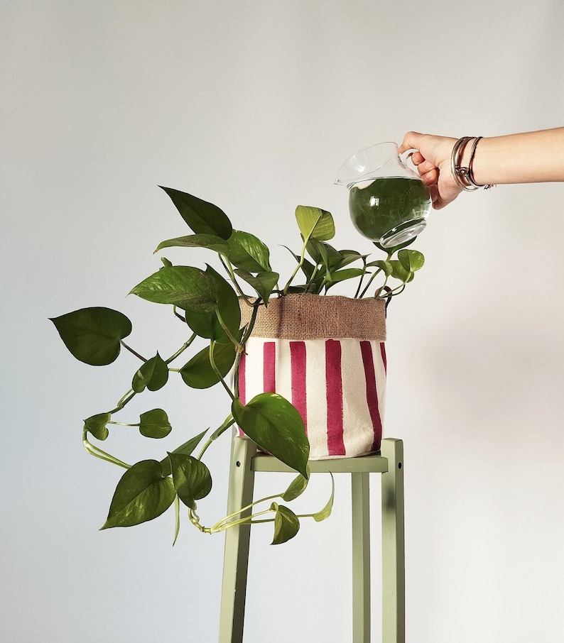 May include: A green plant in a burlap pot with red and white stripes is being watered from a glass jug. The pot sits on a light green stool. The plant has large, heart-shaped leaves.