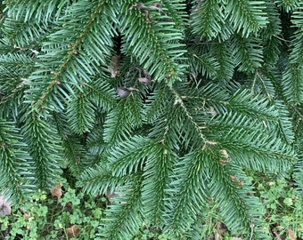 May include: Close-up of evergreen fir tree branches with vibrant green needles. The image showcases the texture and detail of the foliage, with a backdrop of green ground cover and fallen leaves. A natural, seasonal theme.