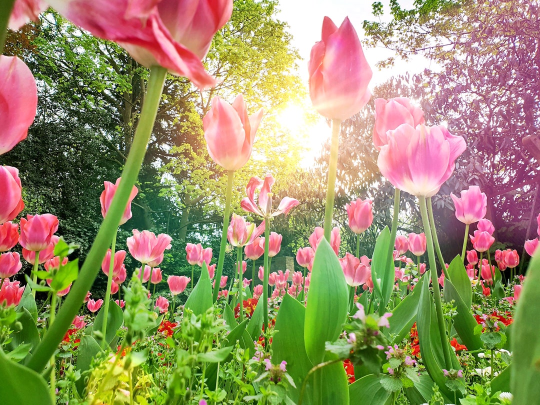Instant Download Pink Tulips Wall Art Floral Wall Art - Etsy