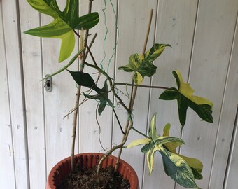 Philodendron Florida Beauty kleine schönheit steckling