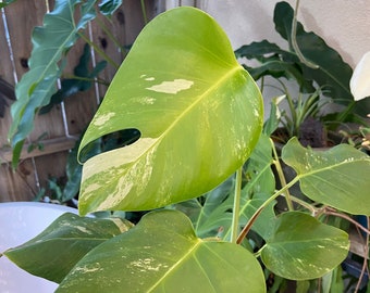 Monstera albo borsigiana -  Rooted Cutting - Variegated Monstera