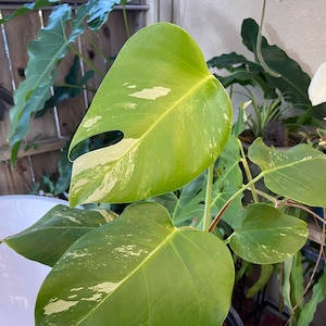 Monstera albo borsigiana Rooted Cutting Variegated Monstera image 1