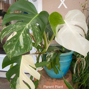 Monstera albo borsigiana Rooted Cutting Variegated Monstera image 3