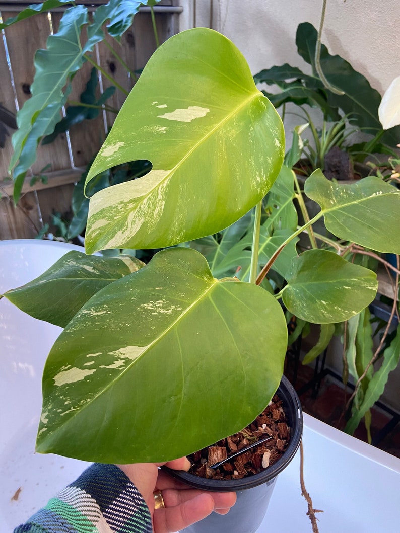 Monstera albo borsigiana Rooted Cutting Variegated Monstera image 1