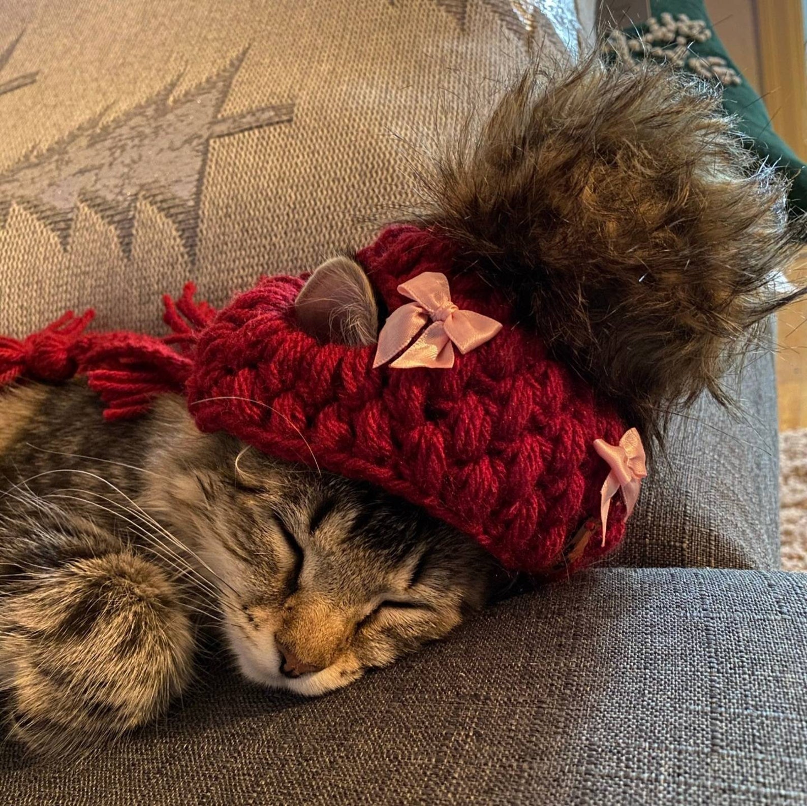 Crochet Pet Hat Crochet Dog Hat Crochet Cat Hat Crochet Dog Etsy