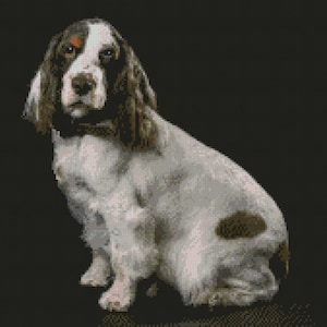 Springer Spaniel Complete Cross Stitch Kit