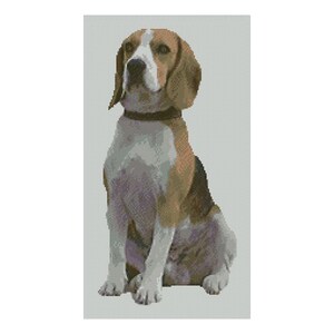 May include: A brown and white beagle dog sitting with its head tilted up and looking to the left. The dog has a black collar.