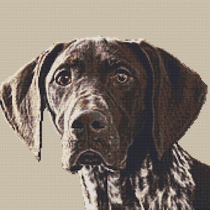 May include: A close-up of a brown and white German Shorthaired Pointer dog looking directly at the camera. The dog has a serious expression on its face and its ears are floppy.