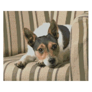 May include: A white and brown dog with black markings is lying on a striped sofa. The dog is looking directly at the camera with its head resting on the sofa.