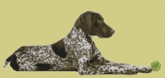 german shorthaired pointer x