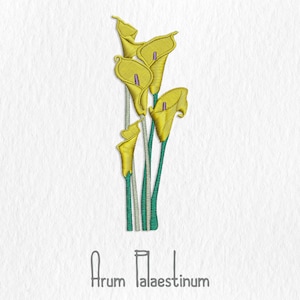 Golden Calla Lily - Zantedeschia Elliottiana - Digital Embroidery File - Botanical Machine Embroidery Design - Plant Embroidery Design