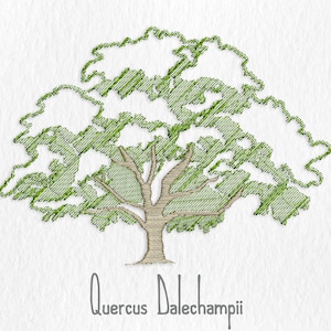 Op de afbeelding: Een lijntekening van een boom met groene bladeren en een bruine stam. De tekst "Quercus Dale champii" staat onder de boom.