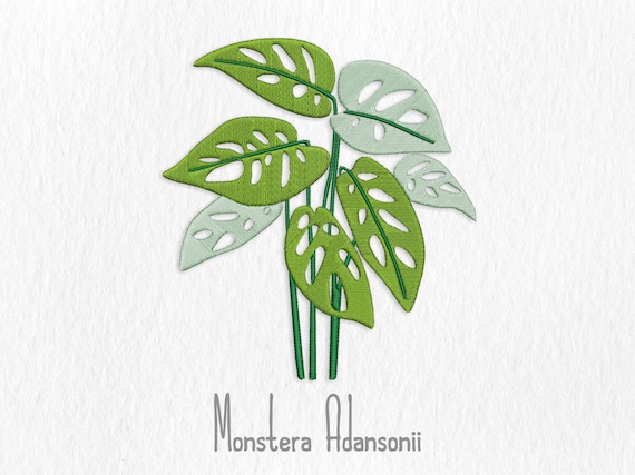 Monstera Adansonii Embroidery - Digital Embroidery File - Botanical Embroidery - Plant Embroidery - Ornamental Plant - Monstera Embroidery