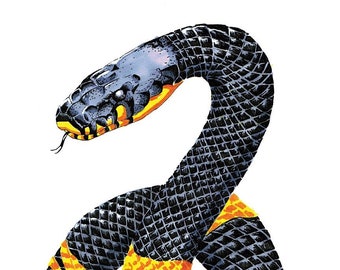Russian rat snake