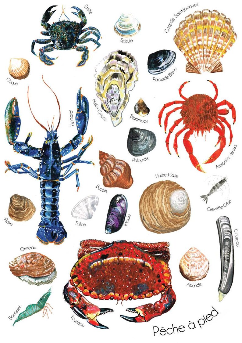 May include: An illustration of various types of seafood found in the ocean, including crabs, lobsters, clams, oysters, and shrimp. The illustration is labeled with the French names for each type of seafood. The text at the bottom of the illustration reads "P&ecirc;che &agrave; pied".