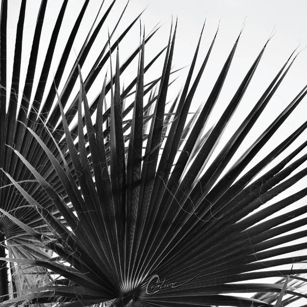 Black and White Palm Leaves Photographs - Etsy