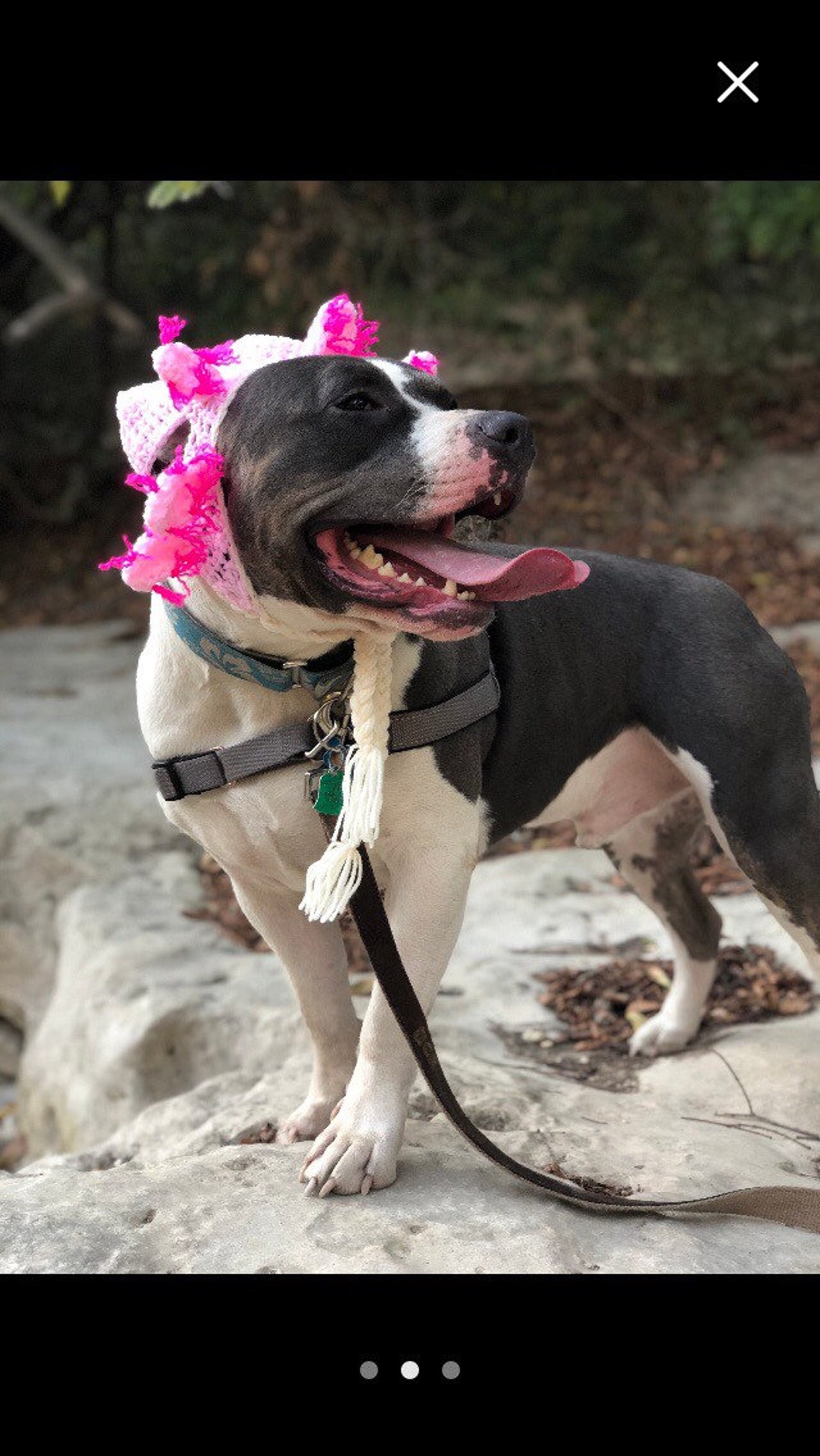 Axolotl Dog Hat. Made to Order in Any Size and Etsy UK