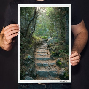 May include: A stone path winds through a lush green forest, leading up a set of stone steps. Sunlight filters through the trees, creating a dappled effect on the ground.