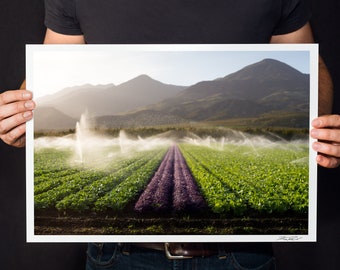 Mountain Farm Photo: Purple Crops Field, Colorado Home Decor