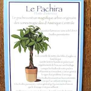 Carte entretien plante "Pachira" | Pachira aquatica Plant maintenance card