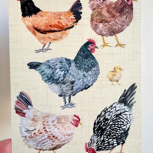 Poulets - Carte postale