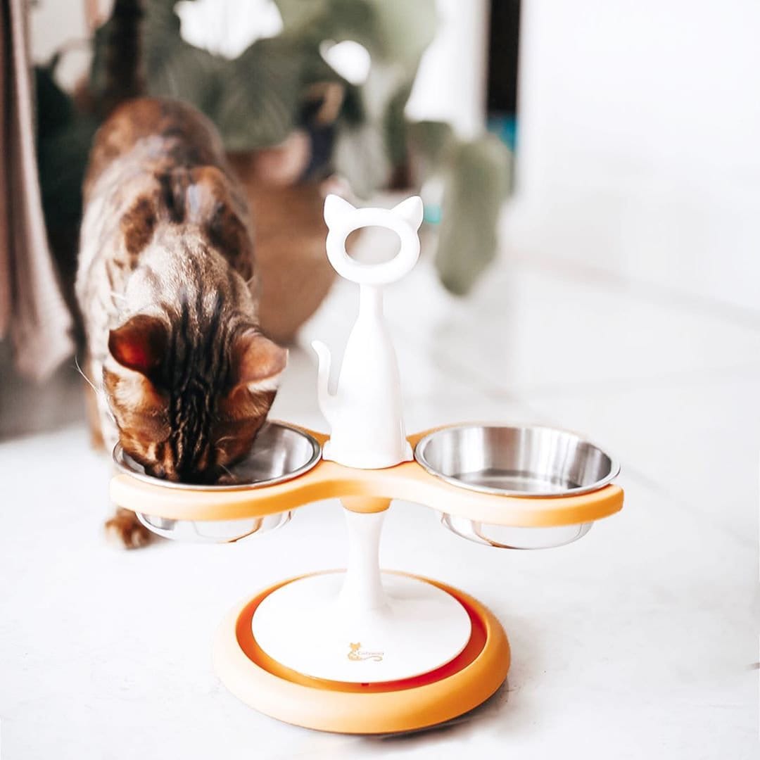 The Best Way to Maintain your Kitten's Digestive and Overall Health is an Elevated  Cat Feeder - Modern Cat