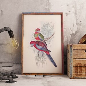 Australian Native bird print | Australian parrot poster | Australian Crimson Rosella | John Gould print | Vintage print