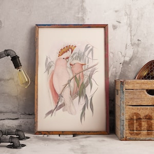 Australian Native bird print | Australian parrot poster |Major Mitchell&#39;s Cockatoo | John Gould print | Vintage print