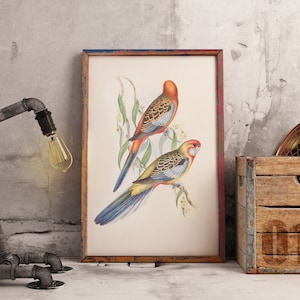 Adelaide Rosella by John Gould | Australian Bird | Native Birds | Poster |Print | vintage art work