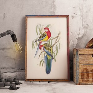 Australian Native bird print | Australian parrot poster | Australian Eastern Rosella Parrot | John Gould print | Vintage print | Bird