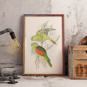 Australian Native bird print | Australian parrot poster | Red Winged Parrot | John Gould print | Vintage print | Bird Poster